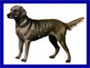 Click here for more detailed Chesapeake Bay Retriever breed information and available puppies, studs dogs, clubs and forums